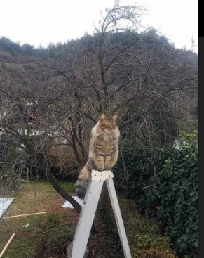 拉文爆发撕裂费城防线,开拓者连续得分狂潮锁定胜局