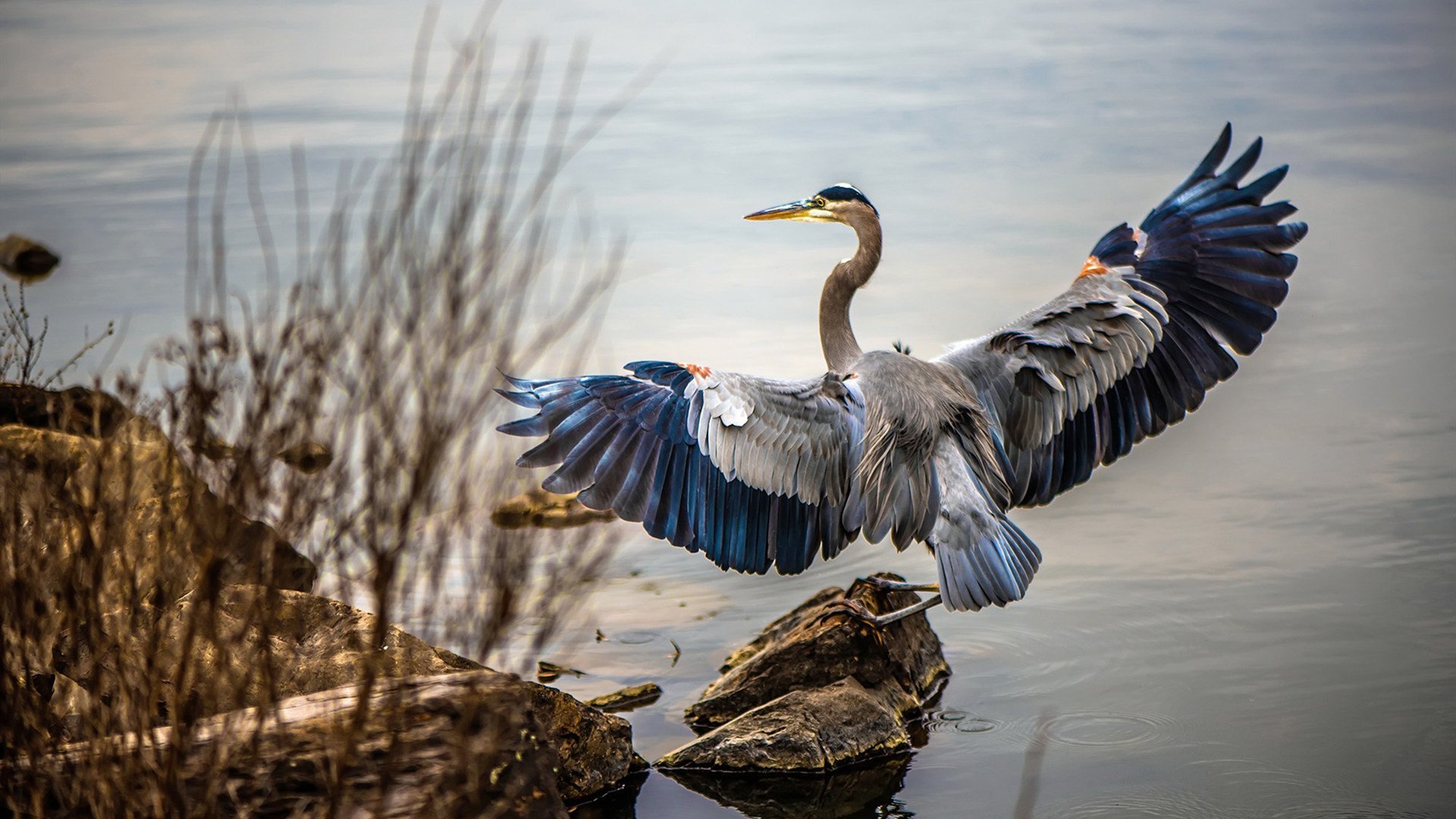 雷霆战术压制独行侠,布伦森关键回合不手软